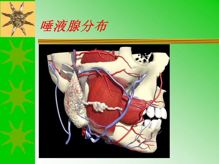 唾液腺疾病损伤.ppt_第2页