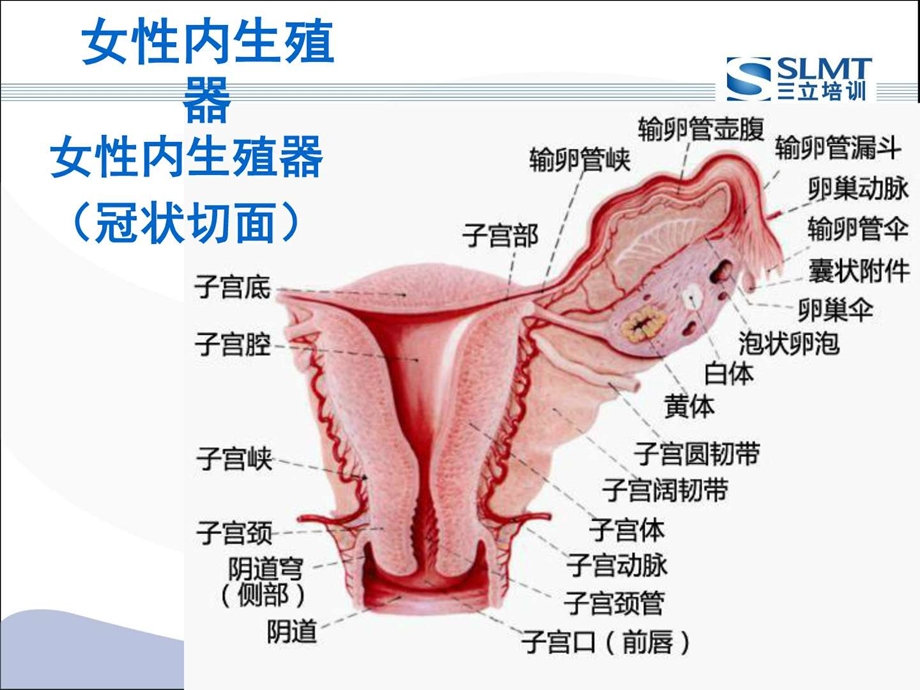 医学妇科课件优化PPT课件图文.ppt.ppt_第2页