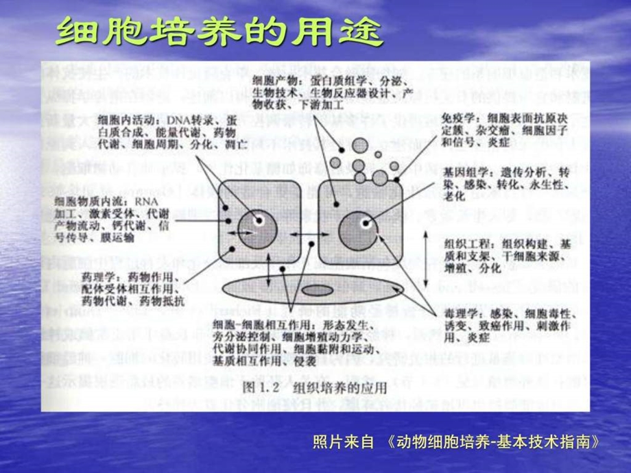 鸡胚细胞的原代培养.ppt.ppt_第3页