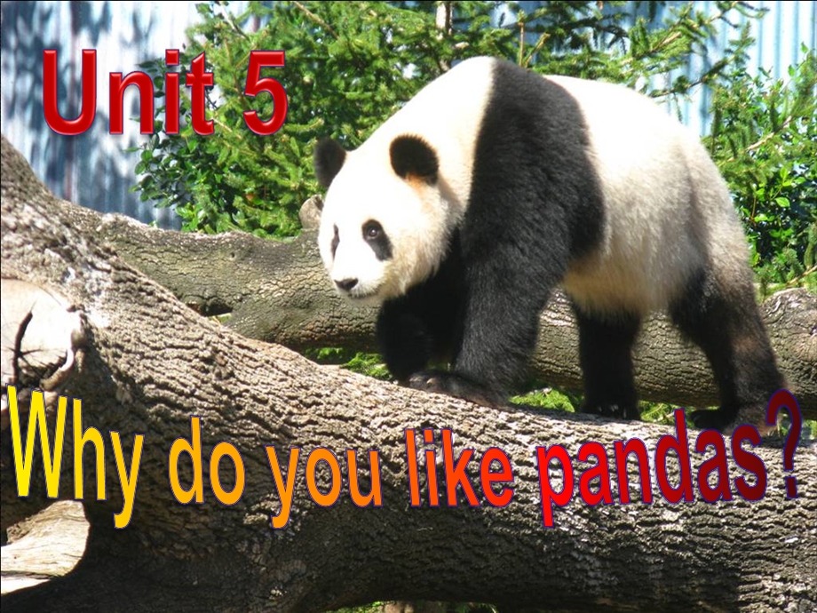 八年级下册Unit5WhydoyoulikepandasSectionB1.ppt_第2页