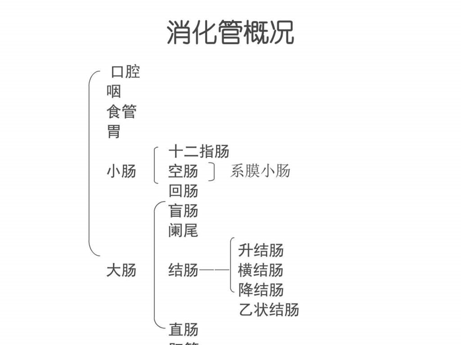 空肠与回肠ppt课件图文.ppt.ppt_第3页