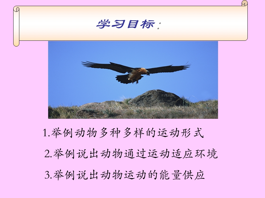 动物运动的形式和能量供应.ppt_第2页