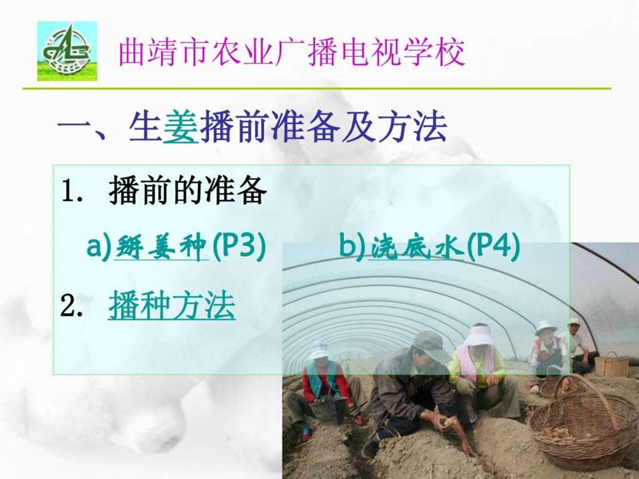 生姜栽培技术.ppt.ppt_第2页