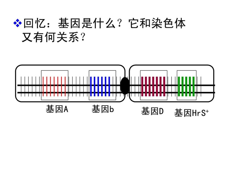 公开课染色体变异.ppt.ppt_第2页