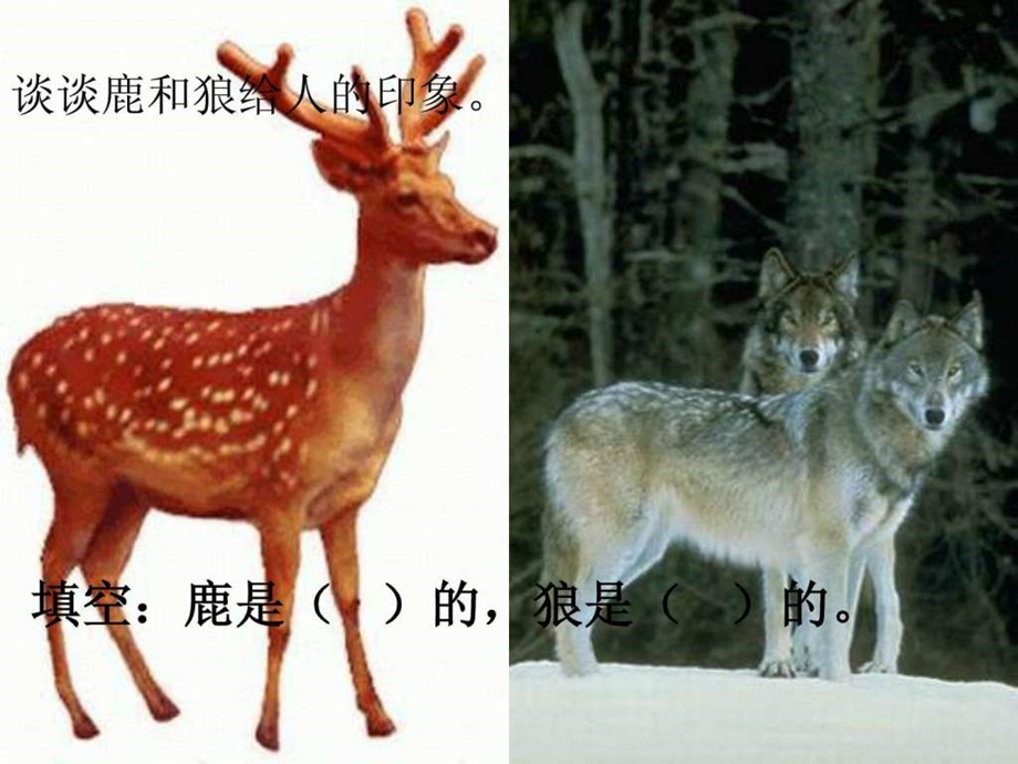 鹿和狼的故事课件图文.ppt.ppt_第1页