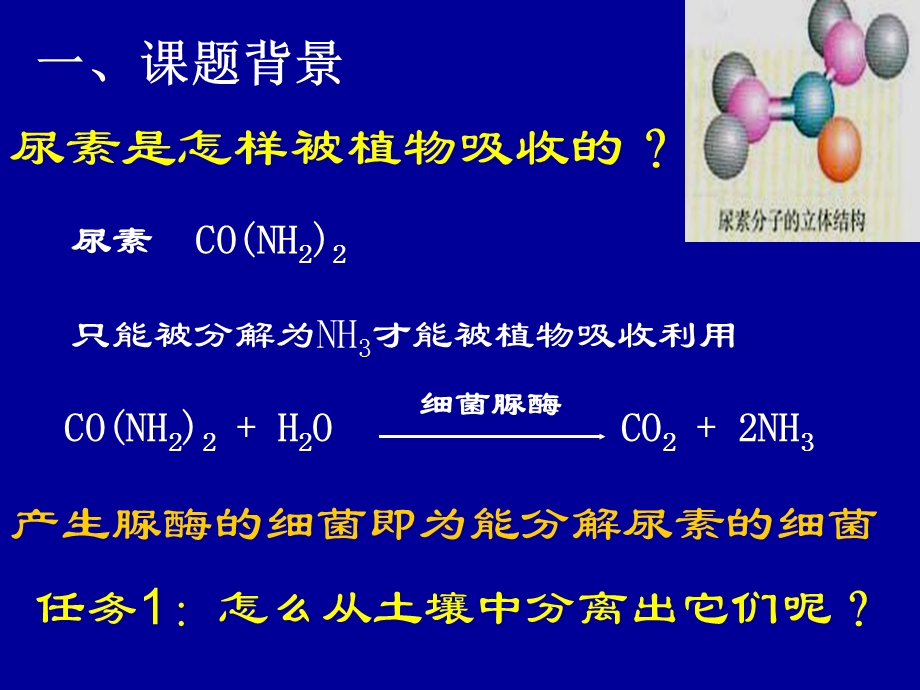 土壤中分解尿素的细菌的分离与计数.ppt_第2页