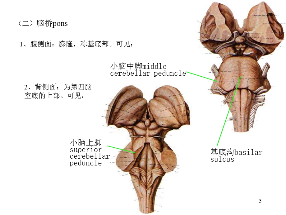 人体解剖学教学课件162脑干.ppt_第3页