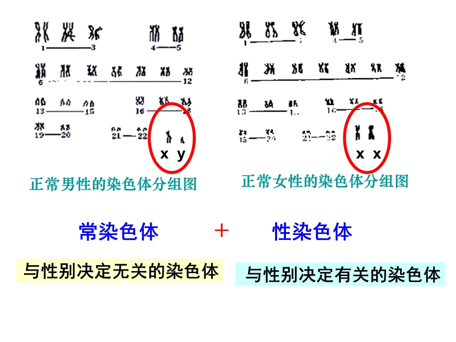 伴性遗传讲课.ppt_第2页