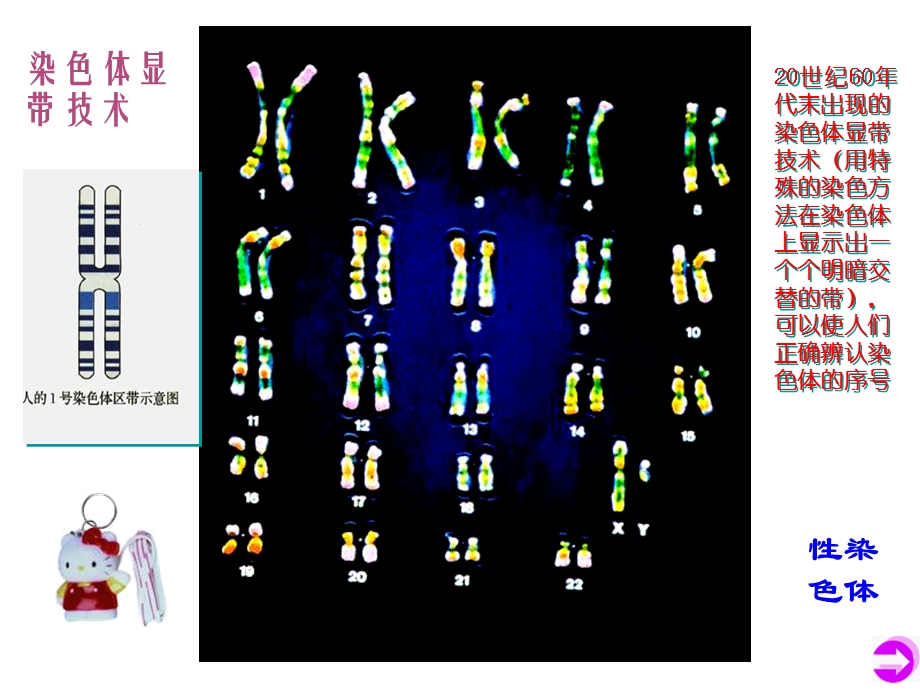 伴性遗传讲课.ppt_第3页