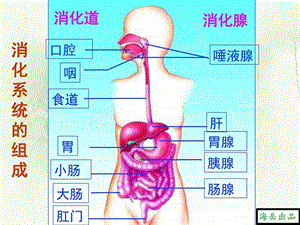 第2单元第1章第3节营养物质的吸收和利用冀少版....ppt.ppt