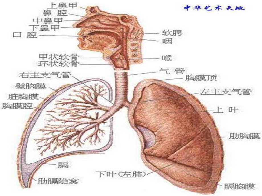 常见疾病及联合用药培训教材.ppt_第3页