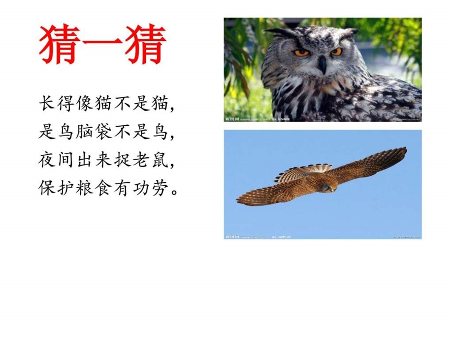 课文9让猫头鹰好好睡觉图文.ppt.ppt_第1页