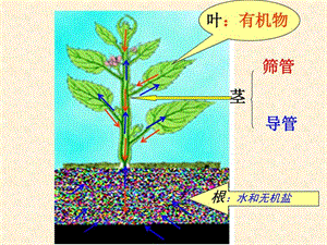 绿色植物通过光合作用制造有机物.ppt.ppt