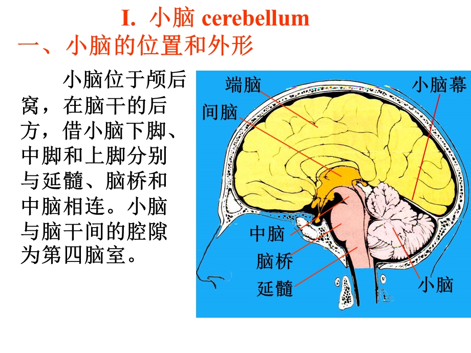 人体解剖学教学课件17小脑.ppt_第2页