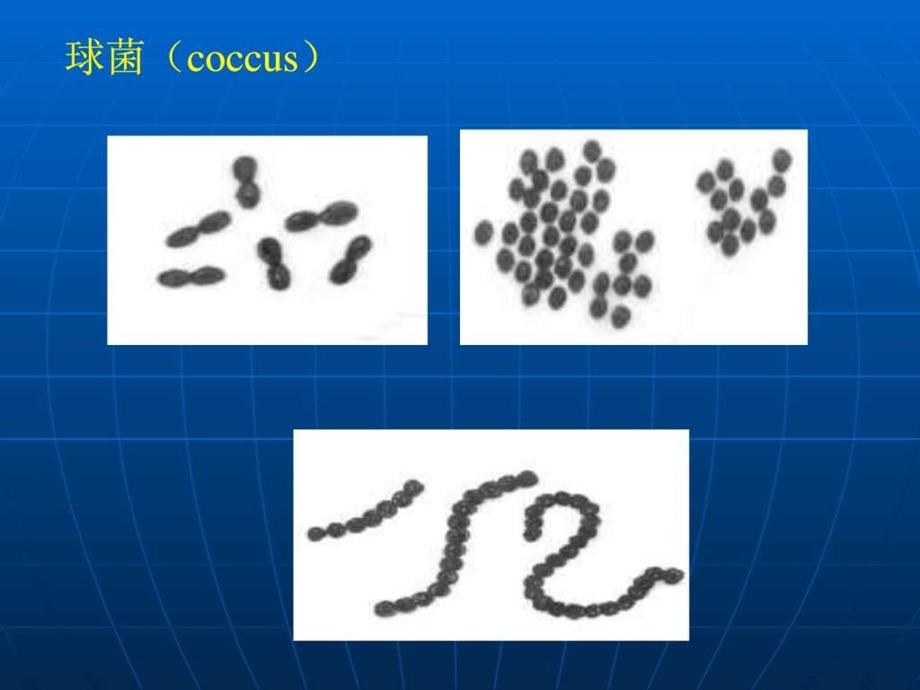 细菌的形态结构实验图片.ppt.ppt_第1页