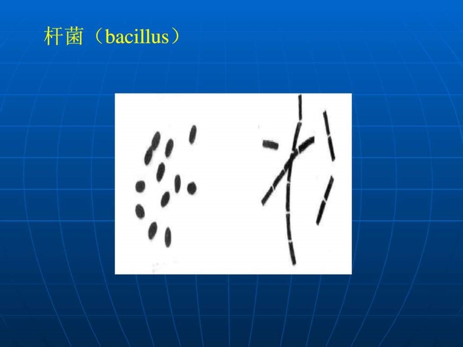 细菌的形态结构实验图片.ppt.ppt_第2页