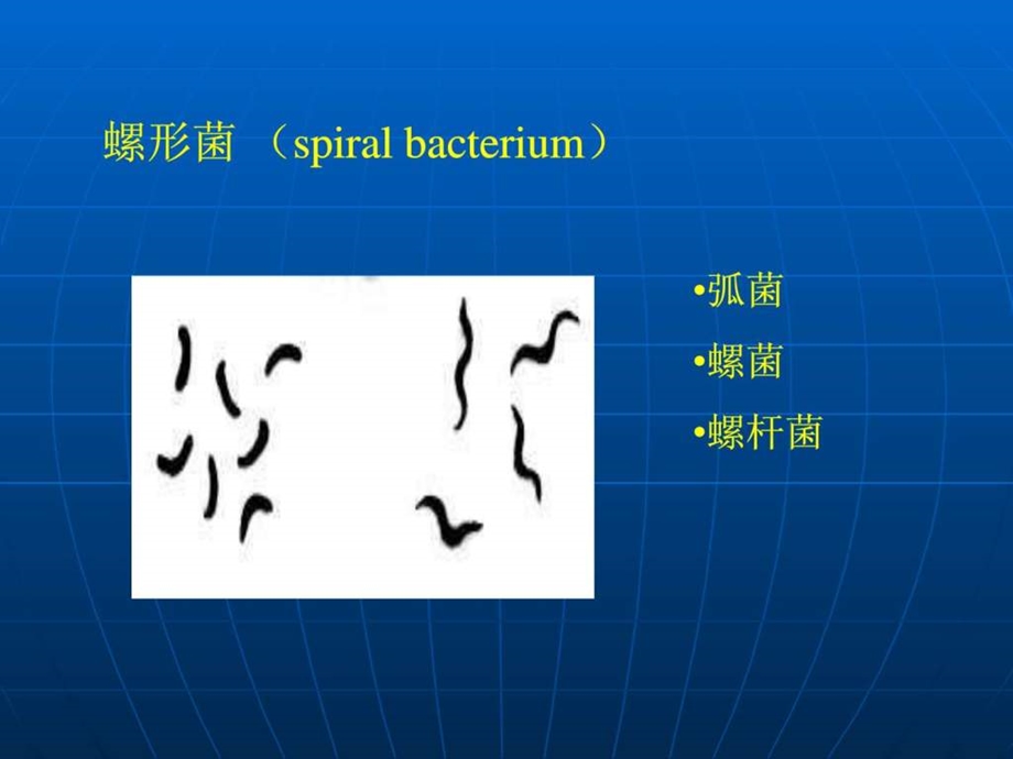 细菌的形态结构实验图片.ppt.ppt_第3页