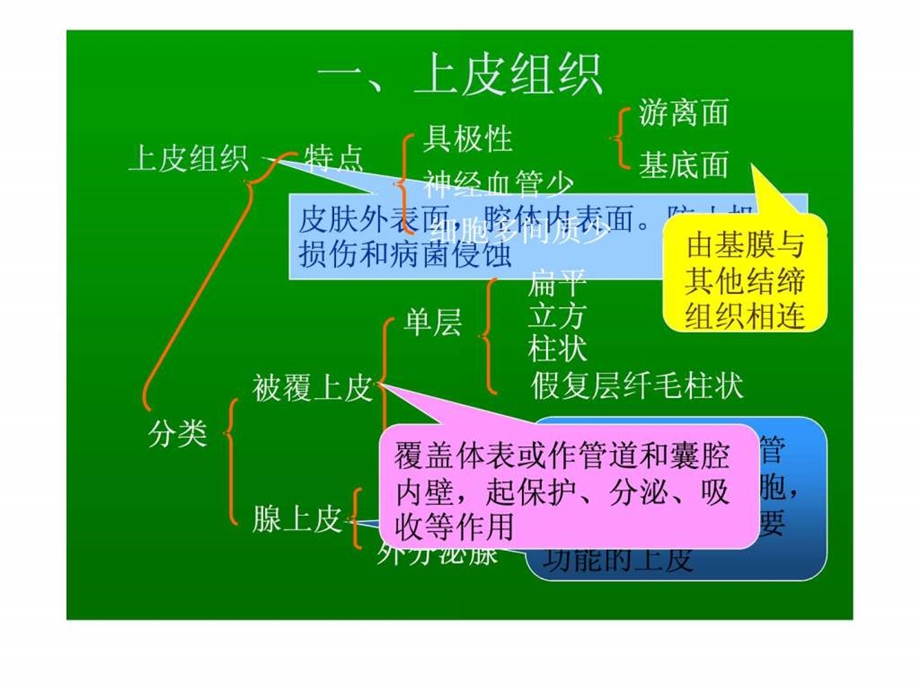 人体基本组织.ppt_第2页