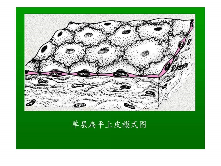 人体基本组织.ppt_第3页