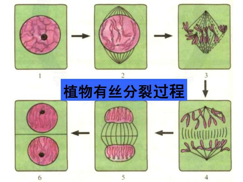 减数分裂和精子的形成过程.ppt.ppt_第3页