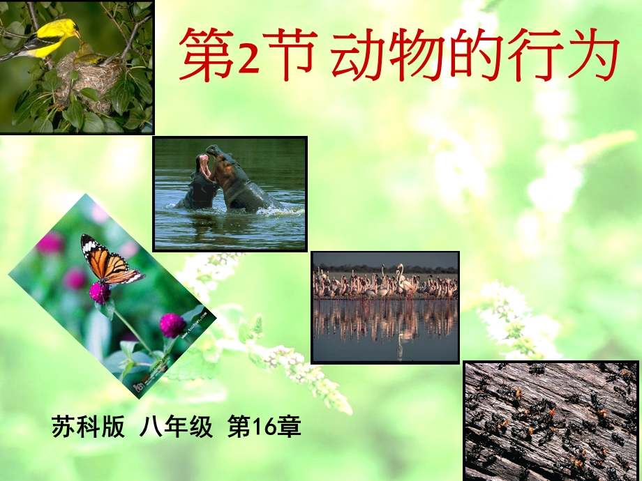 动物行为课件10.ppt_第1页