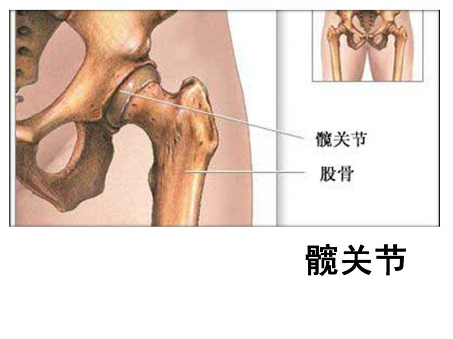 髋关节精美图片.ppt.ppt_第3页