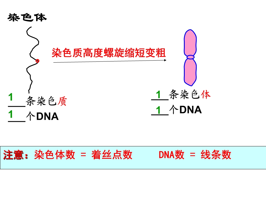 染色质有丝分裂全过程.ppt_第1页