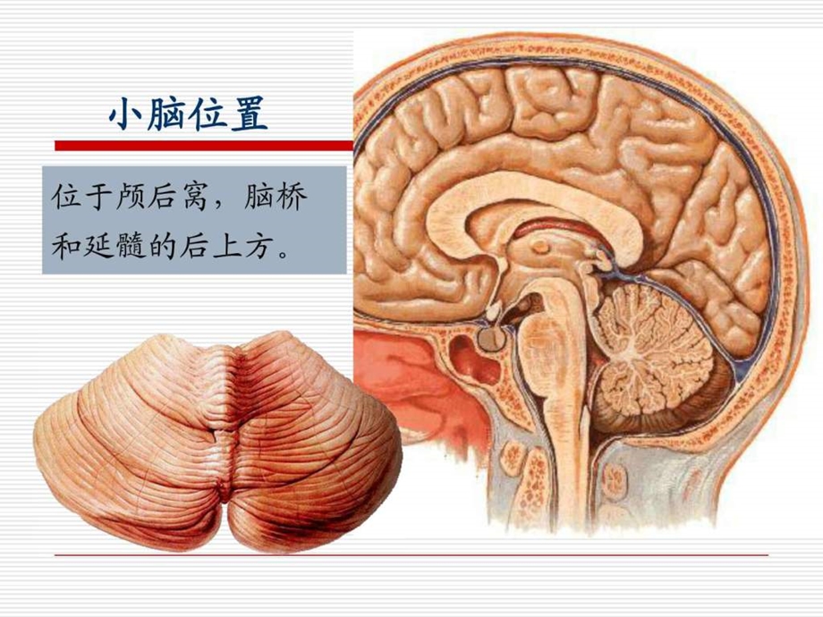 小脑间脑端脑图文.ppt.ppt_第1页