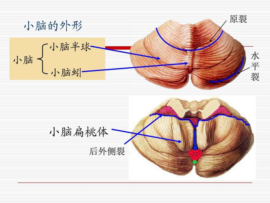 小脑间脑端脑图文.ppt.ppt_第3页