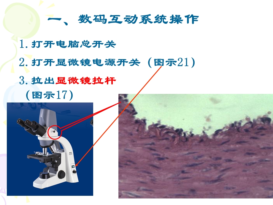 实验2循环免疫皮肤.ppt_第2页