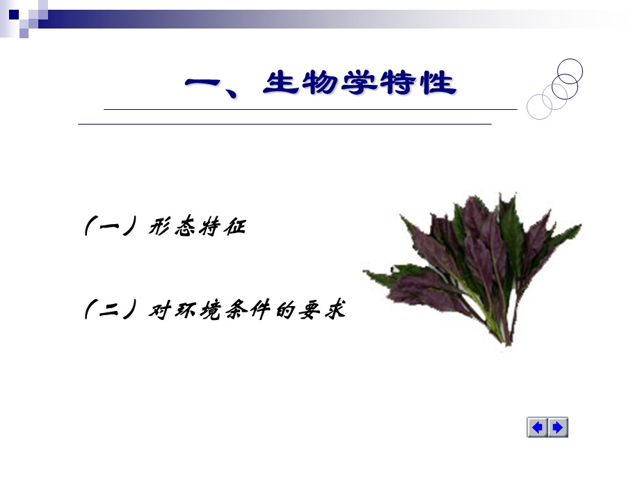 第四节紫背天葵.ppt_第2页