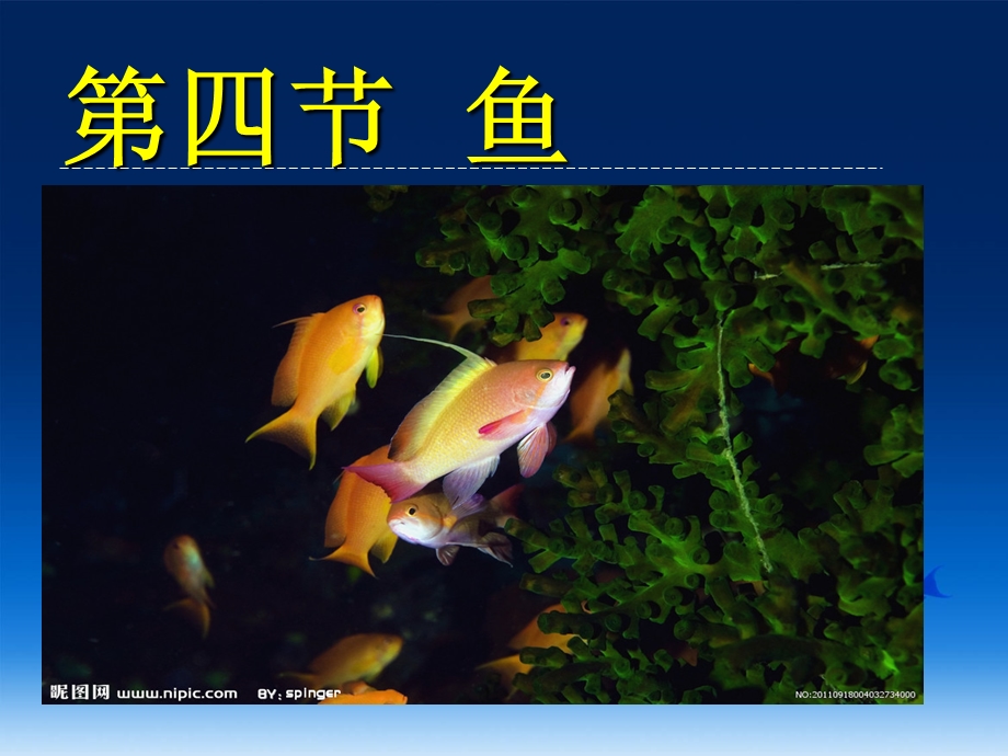 八年级生物第四节——鱼.ppt_第2页