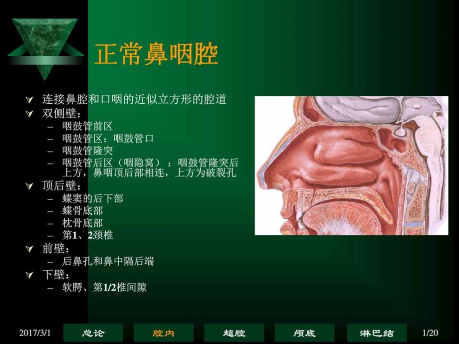 2鼻咽腔图文.ppt.ppt_第1页