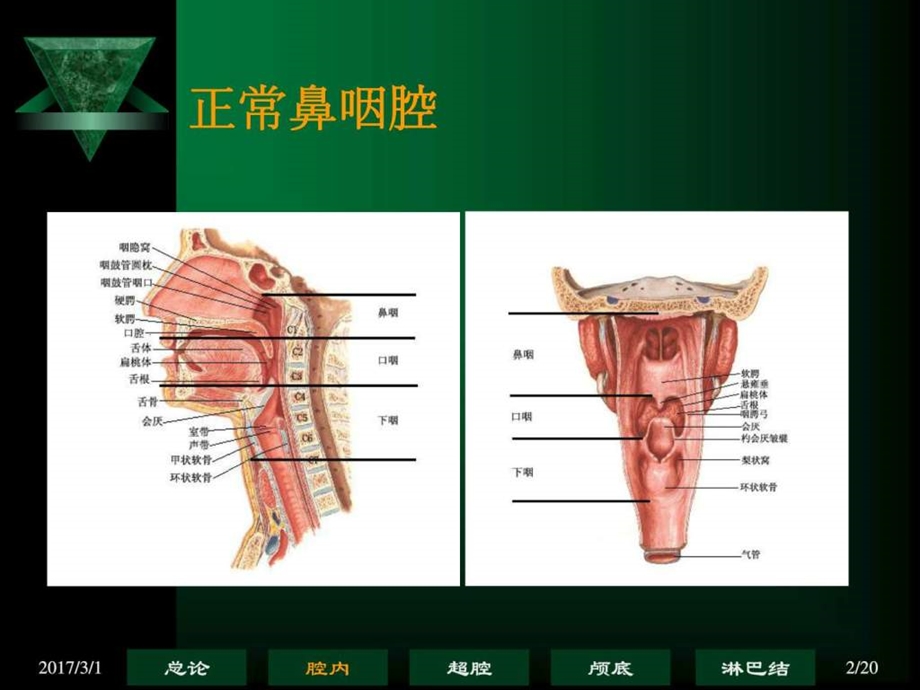 2鼻咽腔图文.ppt.ppt_第2页