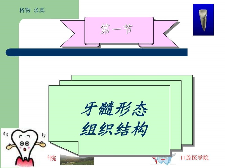 牙髓及根尖周的组织学特点.ppt.ppt_第3页