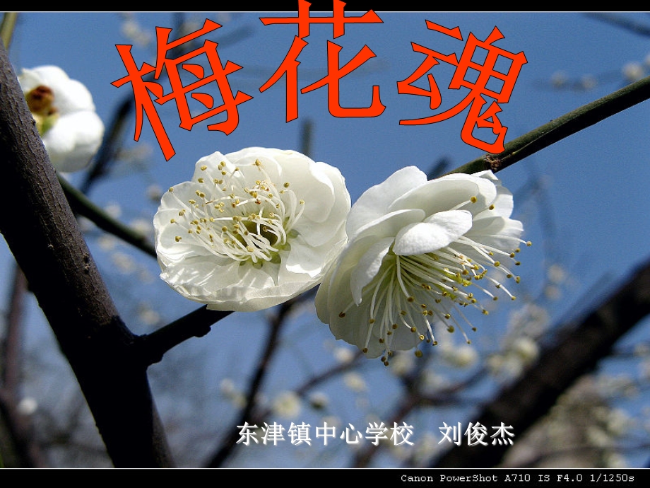 刘俊杰梅花魂课件.ppt_第2页