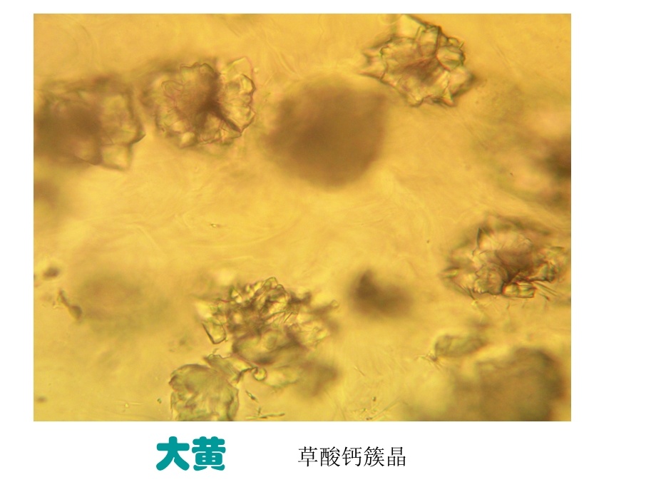 潘晓军药用植物学晶体.ppt_第3页