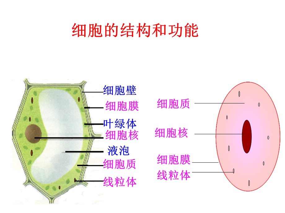 复习课《细胞的结构和功能》.ppt_第1页