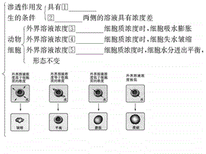 物质跨膜运输的实例一节.ppt.ppt