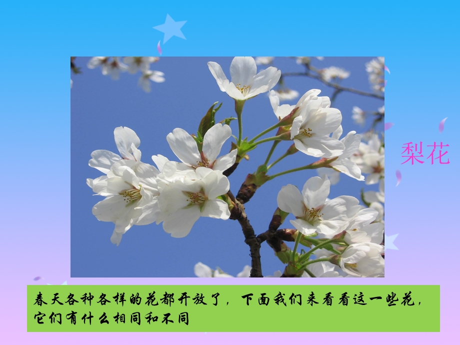 四年级科学下册《各种各样的花》PT(教科版).ppt_第2页