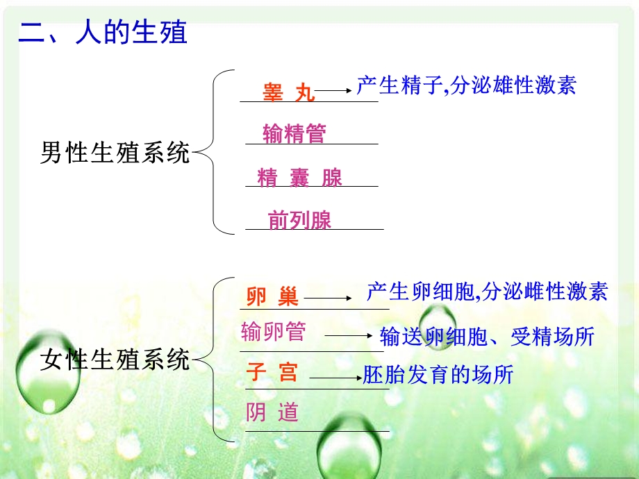 人的由来（中考复习课件）.ppt_第3页