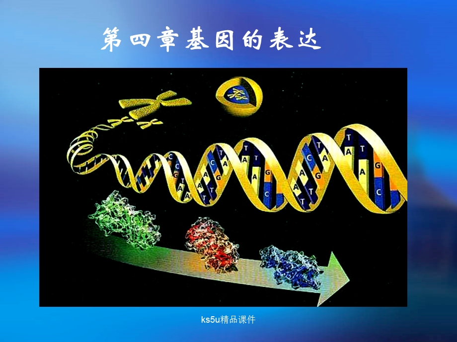 基因知道蛋白质合成.ppt_第2页