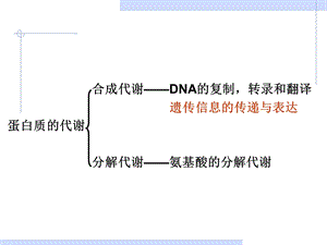 氨基酸代谢1.1.ppt