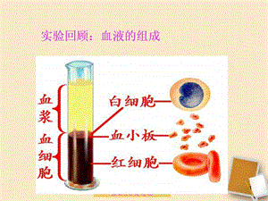 ...第四章第二节血流的管道血管课件