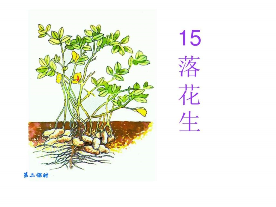 落花生教学课件1568213942.ppt_第1页