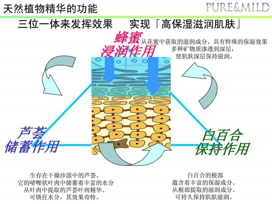 植物水润系列泊美.ppt.ppt_第3页