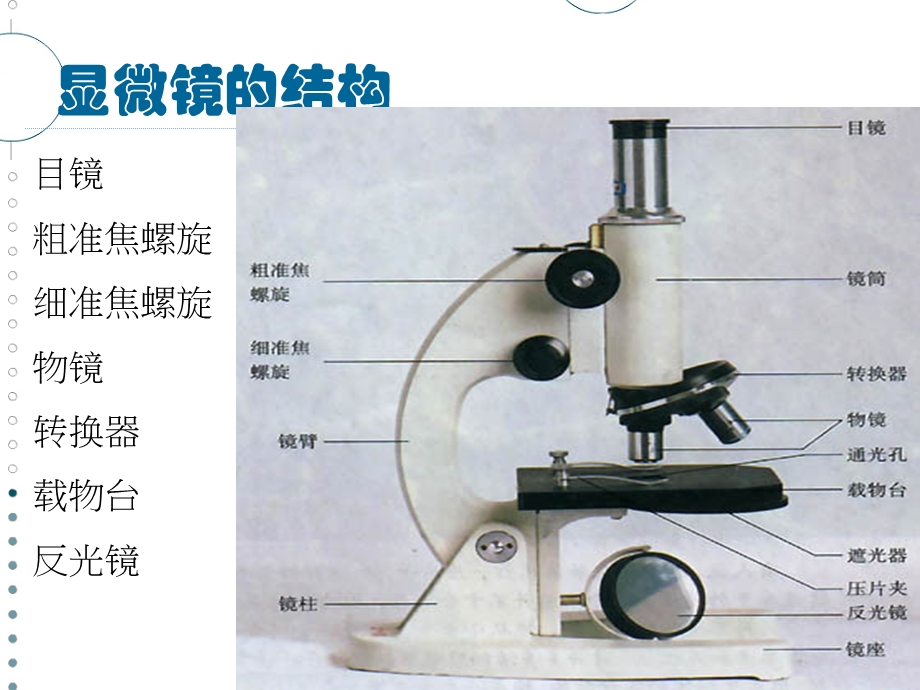 使用显微镜观察几种细胞.ppt_第3页