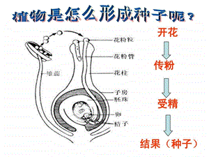 四下科学动物的繁殖活动.ppt.ppt