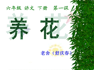 北师大语文六年级下册《养花》.ppt