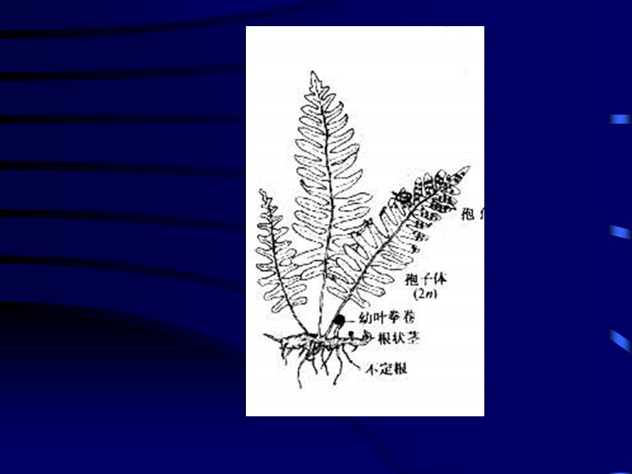 第7章蕨类植物Pteridophyta.ppt_第3页